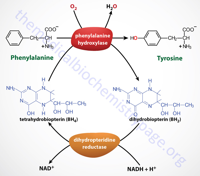 phenylalanine-hydroxylase-reaction